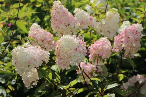 Hortensja bukietowa 'Vanille Fraise'