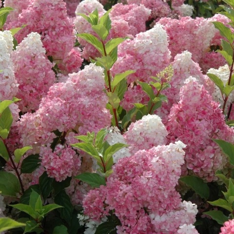 Hortensja bukietowa 'Vanille Fraise'