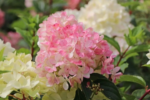 Hortensja bukietowa 'Vanille Fraise'