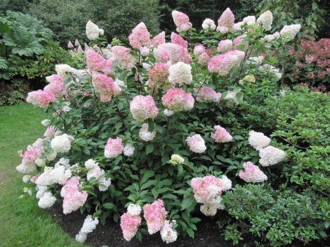 Hortensja bukietowa 'Vanille Fraise'
