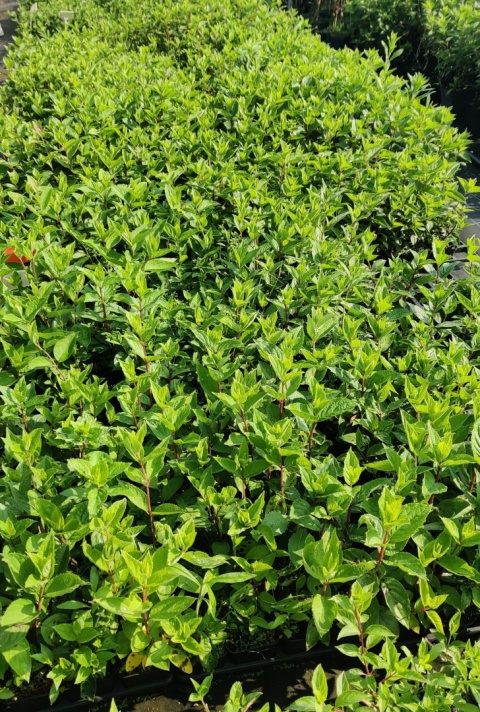 Sadzonki Hortensja bukietowa 'Vanille Fraise'