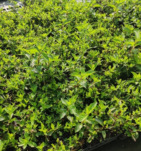 Hortensja bukietowa 'Vanille Fraise'