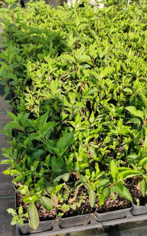 Hortensja bukietowa 'Vanille Fraise'