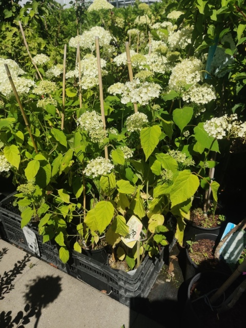 Sadzonki Hortensja krzewiasta 'Annabelle'
