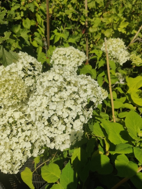 Sadzonki Hortensja krzewiasta 'Annabelle'