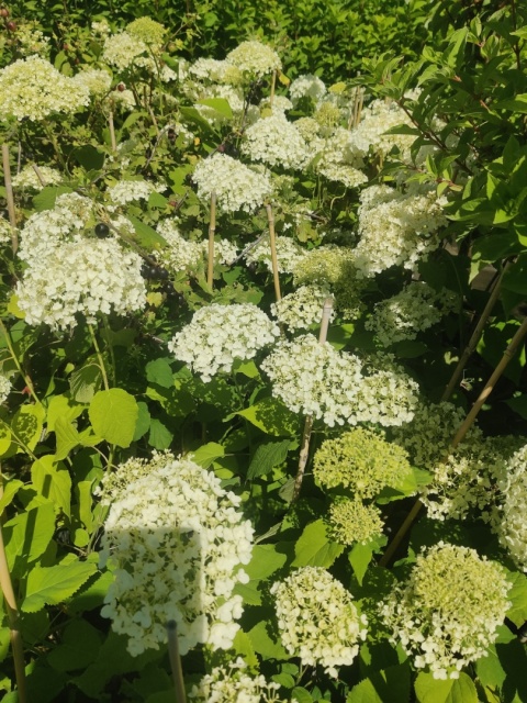 Sadzonki Hortensja krzewiasta 'Annabelle'