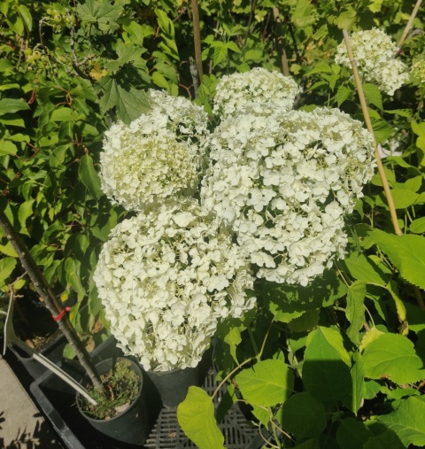 Sadzonki Hortensja krzewiasta 'Annabelle'