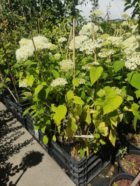 Sadzonki Hortensja krzewiasta 'Annabelle'