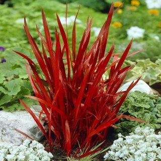 Imperata cylindryczna 'Red Baron'