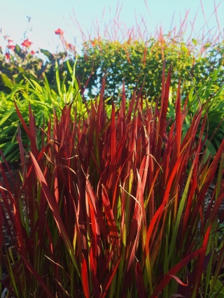 Imperata cylindryczna 'Red Baron'