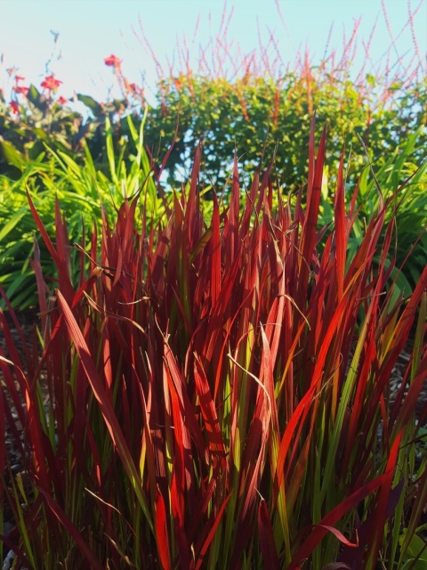 Imperata cylindryczna 'Red Baron'