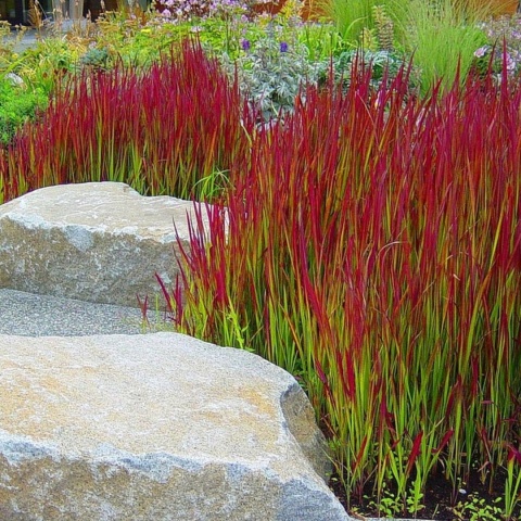 Imperata cylindryczna 'Red Baron'