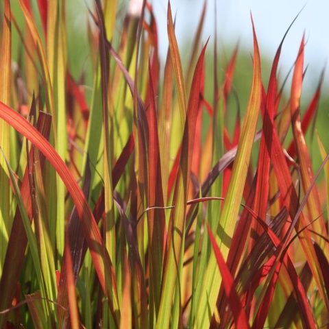 Imperata cylindryczna 'Red Baron'