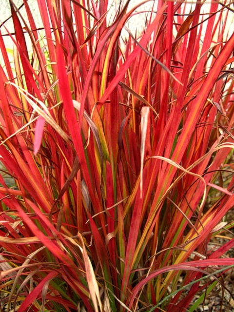 Imperata cylindryczna 'Red Baron'