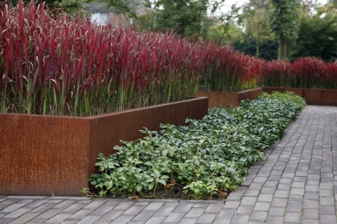 Imperata cylindryczna 'Red Baron'
