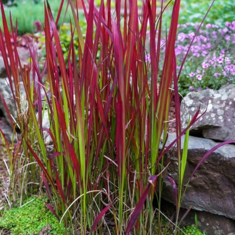 Imperata cylindryczna 'Red Baron'
