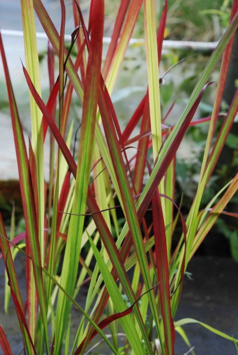 Imperata cylindryczna 'Red Baron'