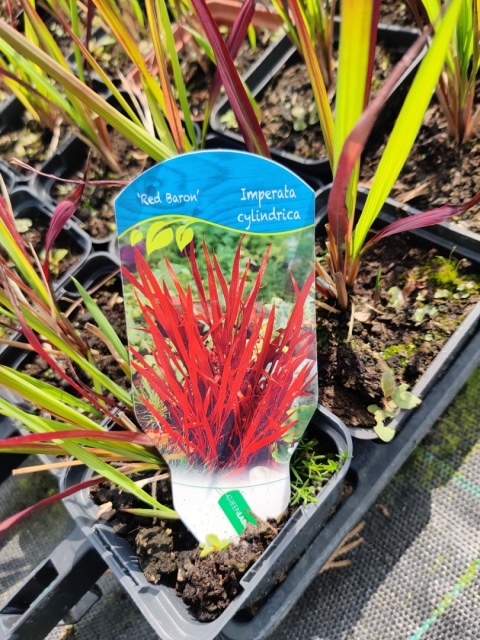Sadzonki Imperata cylindryczna 'Red Baron'