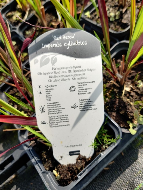 Sadzonki Imperata cylindryczna 'Red Baron'