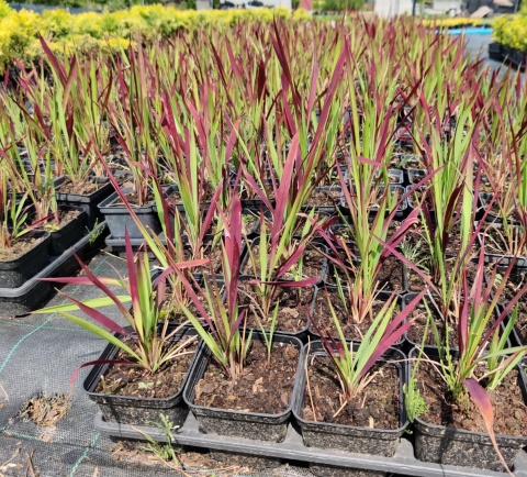 Sadzonki Imperata cylindryczna 'Red Baron'