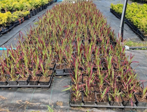 Sadzonki Imperata cylindryczna 'Red Baron'