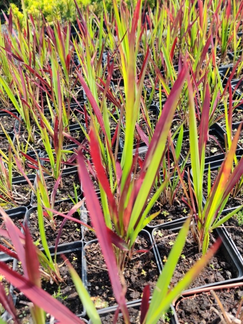 Sadzonki Imperata cylindryczna 'Red Baron'