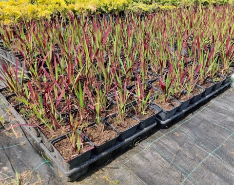 Sadzonki Imperata cylindryczna 'Red Baron'