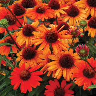 Jeżówka 'Kismet Intense Orange'