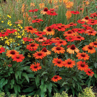 Jeżówka 'Kismet Intense Orange'