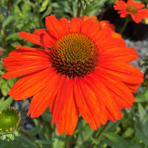 Jeżówka 'Kismet Intense Orange' Jeżówka 'Kismet Intense Orange'