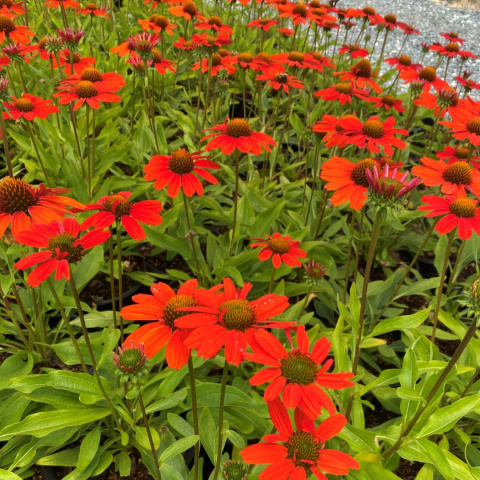 Jeżówka 'Kismet Intense Orange' Jeżówka 'Kismet Intense Orange'