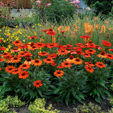 Jeżówka 'Kismet Intense Orange' Jeżówka 'Kismet Intense Orange'