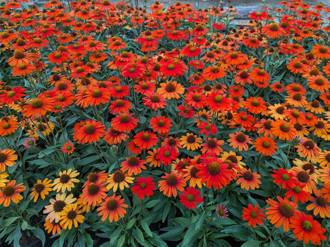 Jeżówka 'Kismet Intense Orange'