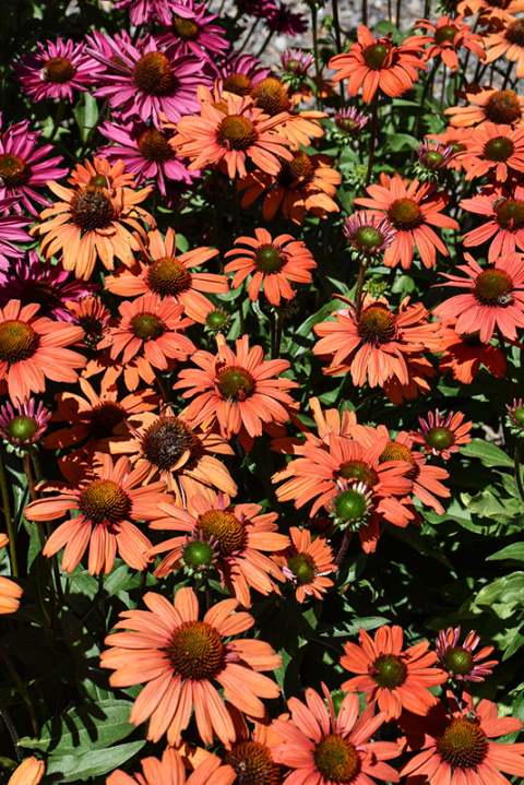 Jeżówka 'Kismet Intense Orange'