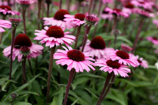 Jeżówka Purprurowa 'Sensation Blackpearl'