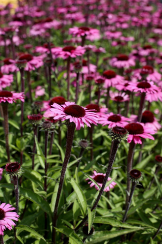 Jeżówka Purprurowa 'Sensation Blackpearl'