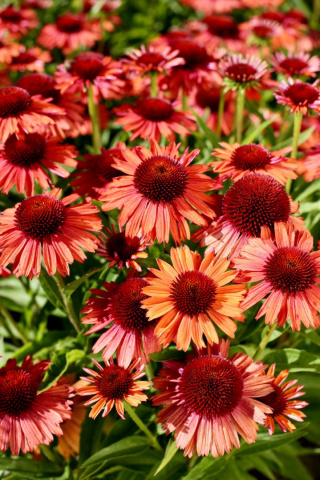 Jeżówka purpurowa 'Meditation Orange'