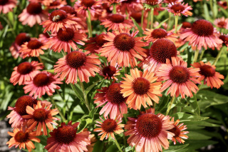 Jeżówka purpurowa 'Meditation Orange'