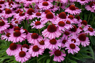 Jeżówka purpurowa 'Meditation Pink'