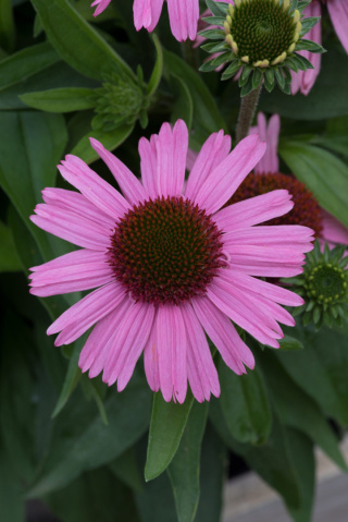Jeżówka purpurowa 'Meditation Pink'
