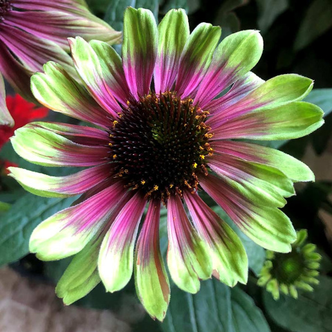 Jeżówka purpurowa 'Sweet Sandia' Jeżówka purpurowa 'Sweet Sandia'