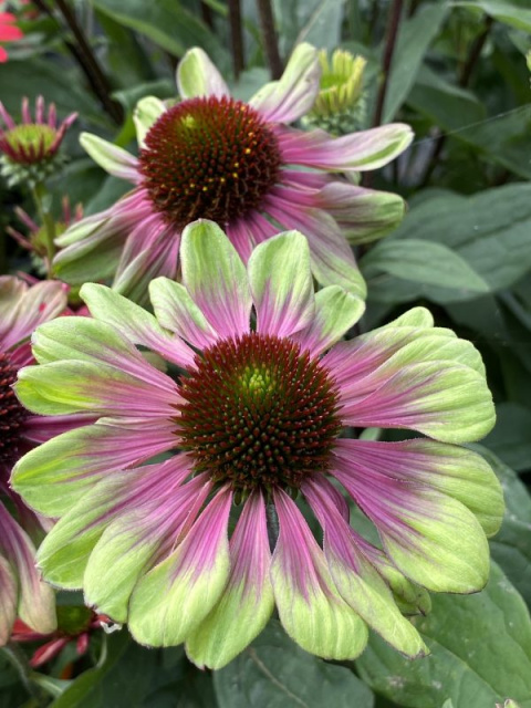 Jeżówka purpurowa 'Sweet Sandia'