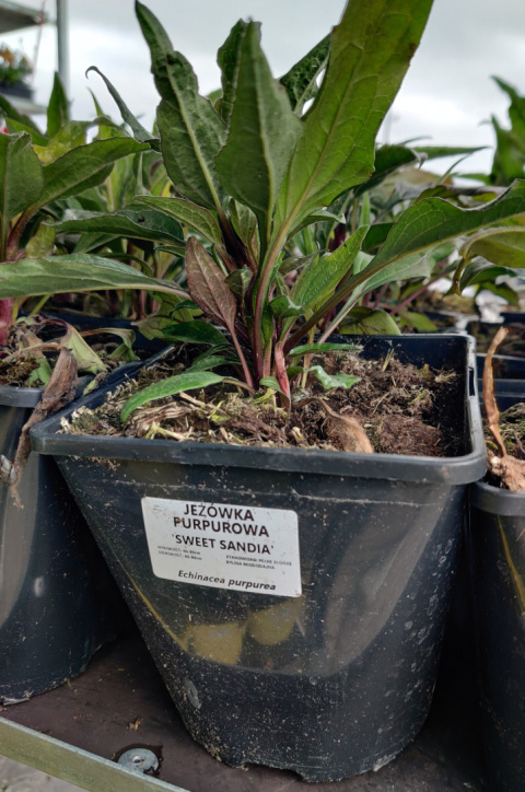 Sadzonki Jeżówka purpurowa 'Sweet Sandia'