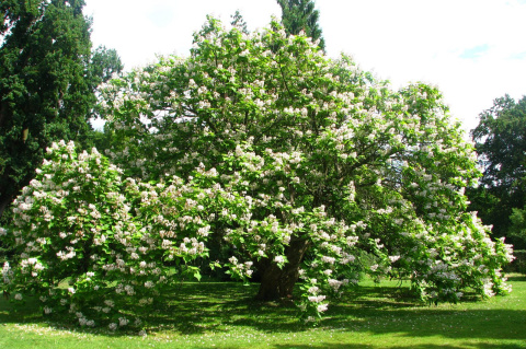 Katalpa bignoniowata