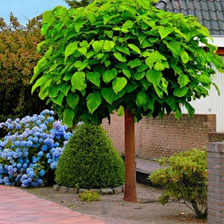 Katalpa szczepiona na pniu