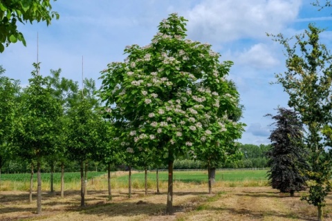 Katalpa 'Nana' szczepiona na pniu