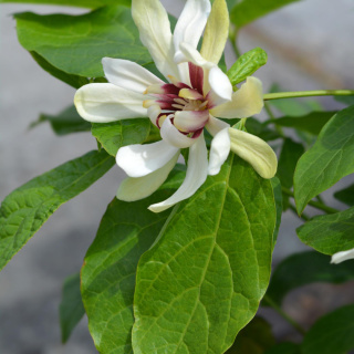 Kielichowiec wonny 'Venus'