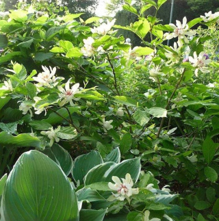 Kielichowiec wonny 'Venus'