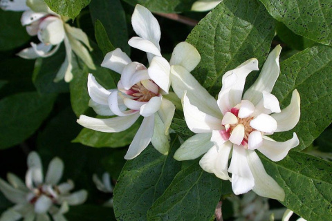 Kielichowiec wonny 'Venus'