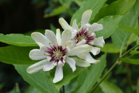 Kielichowiec wonny 'Venus'